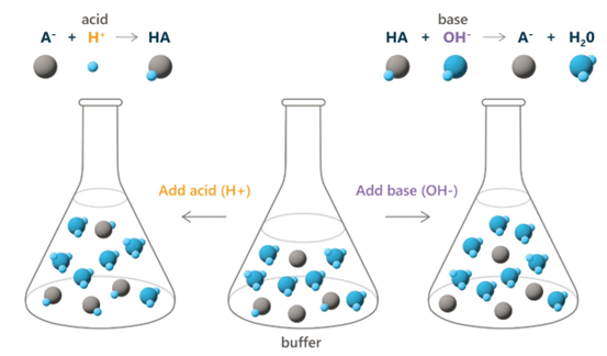 Optimal-ph-1